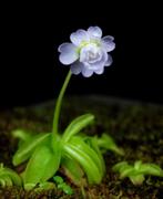 Pinguicula primuliflora rose vleesetende plant, Overige soorten, Minder dan 100 cm, Ophalen of Verzenden, Volle zon