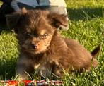 Zeer mooie , kleine Chihuahua x Chinese Naakthond pupjes !, CDV (hondenziekte), 8 tot 15 weken, Meerdere, Meerdere dieren