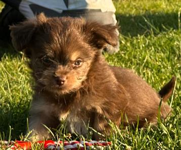 Zeer mooie , kleine Chihuahua x Chinese Naakthond pupjes ! beschikbaar voor biedingen