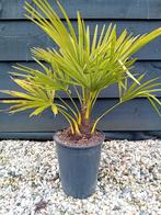Trachycarpus Fortunei, Overige soorten, Volle zon, Vaste plant, Ophalen of Verzenden