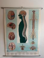 Vintage Medische Schoolplaat - Brein & Ruggenmerg, Ophalen, Natuur en Biologie