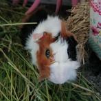 Knappe jonge driekleur borstel castraat.., Dieren en Toebehoren, Knaagdieren, Mannelijk, Tam, Maart, Cavia