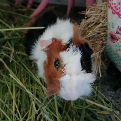 Knappe jonge driekleur borstel castraat.., Dieren en Toebehoren, Knaagdieren, Mannelijk, Cavia, Maart, Tam