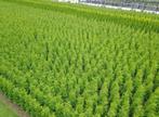 Coniferen Thuja Brabant, Tuin en Terras, Ophalen of Verzenden, Conifeer, 100 tot 250 cm