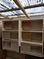 Broedhokken,zitjes ,voer- drinkbakken ,broedschotels, Dieren en Toebehoren, Vogels | Duiven, Meerdere dieren, Postduif