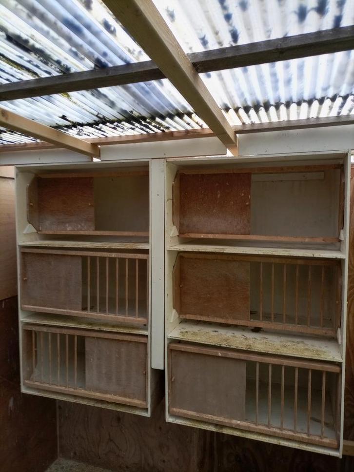 Broedhokken,zitjes ,voer- drinkbakken ,broedschotels, Dieren en Toebehoren, Vogels | Duiven, Postduif, Meerdere dieren