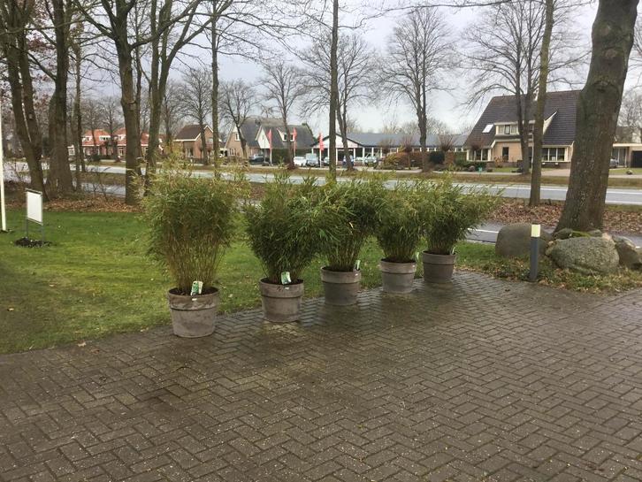 Basalt sierpot 45 liter + Fargesia Robusta Formidable, Tuin en Terras, Planten | Tuinplanten, Vaste plant, Overige soorten, Halfschaduw