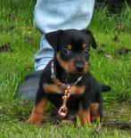 Jack russel reutje, wegens annulering nog beshikbaar, Dieren en Toebehoren, Jack Russell Terriër, 8 tot 15 weken, CDV (hondenziekte)