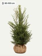 Taxus baccata met kluit 80-100, Ophalen of Verzenden, Taxus, Minder dan 100 cm