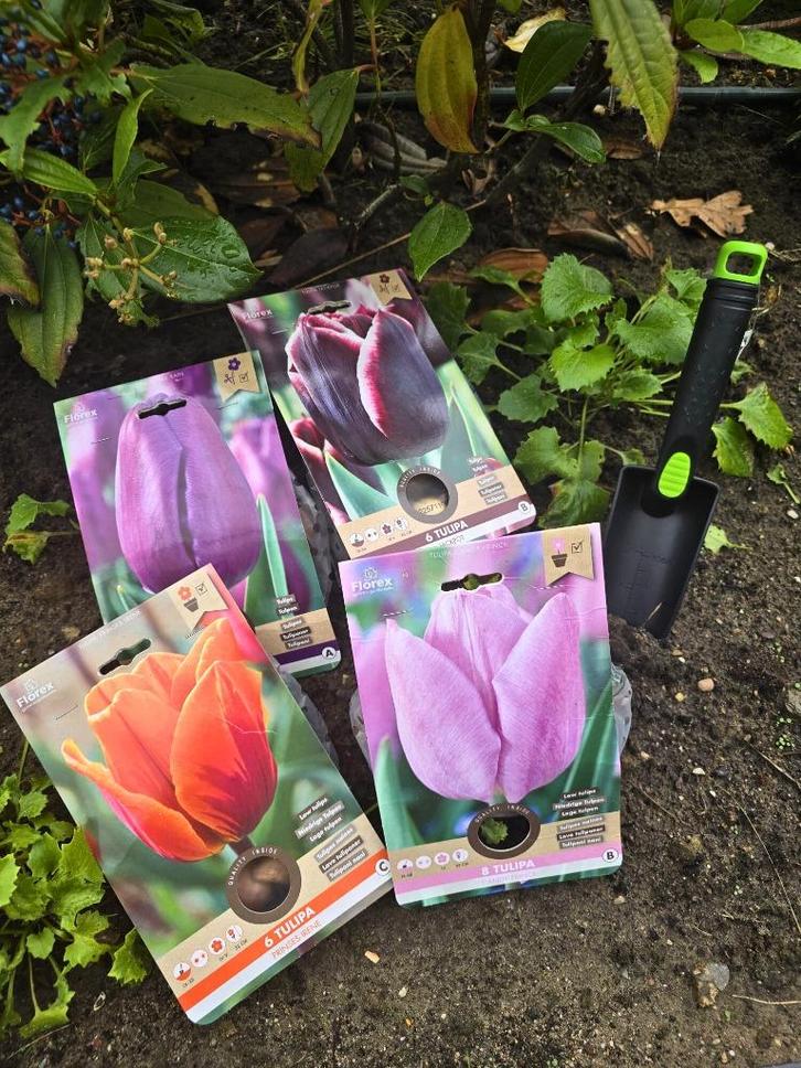 Bloembollen Tulipa mix - 28 bollen - Met schepje, Tuin en Terras, Bloembollen en Zaden, Bloembol, Najaar, Halfschaduw, Verzenden