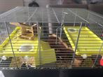 3 man muizen muisjes met kooi. Zsm ophalen €5 euro, Dieren en Toebehoren, Knaagdieren, Maart, Muis, Mannelijk, Tam
