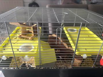 3 man muizen muisjes met kooi. Zsm ophalen €5 euro beschikbaar voor biedingen