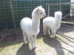Alpacahengstjes, Mannelijk, Voor 1 juli 2024