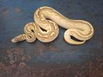 1.0 Pastel butter 100% het.pied, Slang