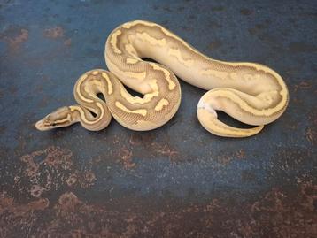 1.0 Pastel butter 100% het.pied beschikbaar voor biedingen