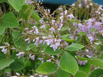 Onbekende Zomerbloeier / Kleefklaver / Desmodium Elegans beschikbaar voor biedingen