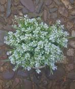 BOEKETJE - KUNST - WIT, Ophalen of Verzenden, Nieuw