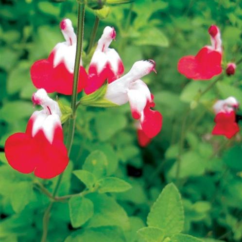 Te koop: zaailingen en stekken 1-jarigen en vaste planten, Tuin en Terras, Planten | Tuinplanten, Ophalen
