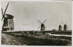 Andijk vier maal molen polder Het Grootslag repro ca. 1950, Ophalen of Verzenden, 1940 tot 1960, Ongelopen, Noord-Holland
