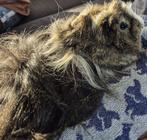 Sjors en Elmo! Gratis, Dieren en Toebehoren, Knaagdieren, Cavia, Juli, Meerdere dieren, Tam