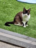 Poes 2 jaar, Dieren en Toebehoren, Poes