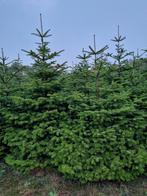 Nordmann kerstbomen 3,5-4,5 meter, Tuin en Terras, Bloeit niet, Overige soorten, 250 tot 400 cm, Ophalen