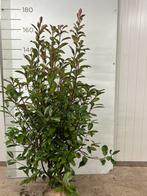 Phortinia red Robin, Tuin en Terras, Planten | Struiken en Hagen, Ophalen of Verzenden, Overige soorten, 100 tot 250 cm