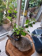 Ernstii Plantjes - Bonsai Potentieel, Ophalen of Verzenden, Zomer, Overige soorten, Volle zon
