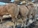 4 blonde vaarsen te koop, Dieren en Toebehoren, Runderen, Vrouwelijk