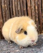 Cavia beer Woppy, November, Mannelijk, Cavia