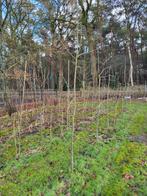 Perenbomen  Xenia peer, Tuin en Terras, Planten | Fruitbomen, Ophalen