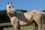 2 jarige palomino hengst, Dieren en Toebehoren, Paarden, Gechipt, Dressuurpaard, 0 tot 2 jaar, Hengst