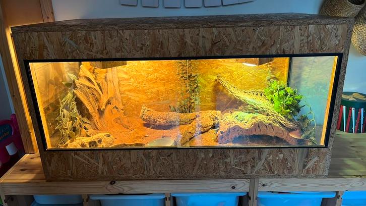 Baardagame (2023) inclusief prachtig terrarium, Dieren en Toebehoren, Reptielen en Amfibieën | Toebehoren, Zo goed als nieuw, Terrarium of Paludarium