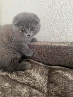 Britse korthaar /  scottish fold poesje, Dieren en Toebehoren, Katten en Kittens | Raskatten | Korthaar, Ingeënt, Poes