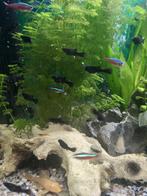jonge black mollies te koop, Vis
