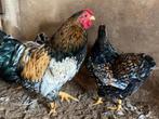 Wyandotte kriel tollbunt citroen broedeieren, Dieren en Toebehoren, Pluimvee, Geslacht onbekend, Kip