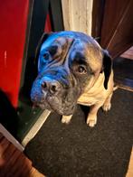 Gezocht, Huizen en Kamers, Kamers te huur