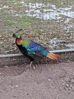 Te koop: Jonge Himalaya Glansfazanten., Meerdere dieren, Overige soorten