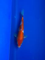 Kohaku, Dieren en Toebehoren, Vissen | Vijvervissen, Karper of Koi