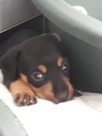 Jackrussel black tan. Superlief, speels  en vriendelijk., Dieren en Toebehoren, Honden | Jack Russells en Terriërs, Jack Russell Terriër