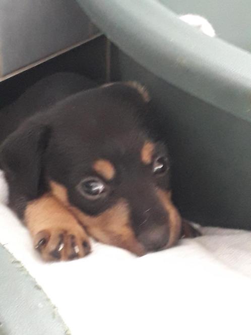 Jackrussel black tan. Superlief, speels  en vriendelijk., Dieren en Toebehoren, Honden | Jack Russells en Terriërs, Reu, Jack Russell Terriër