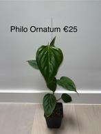 Philodendron Ornatum, Overige soorten, Minder dan 100 cm, Halfschaduw, Groene kamerplant