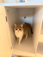 Klitten te koop, Dieren en Toebehoren, Katten en Kittens | Raskatten | Korthaar, Poes, Ontwormd, 0 tot 2 jaar