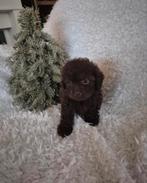 Nog 4 shipoo pups beschikbaar, wij mogen verhuizen!!!, Dieren en Toebehoren, Honden | Chihuahua's en Gezelschapshonden, Overige rassen