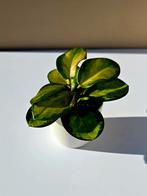 Hoya australis ‘Lisa Tricolor’ – babyplant , Ophalen of Verzenden, Overige soorten, Minder dan 100 cm