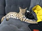 Serval kitten cat kitty 20 weken weeks vrouwtje female