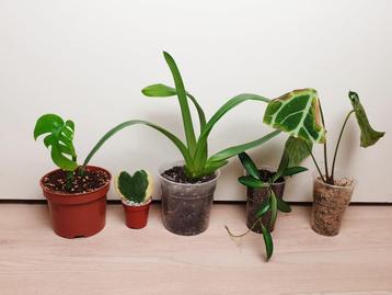 Set kamerplanten, anthurium, hoya, monstera, orchidee beschikbaar voor biedingen