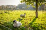 Shropshire schaap, Dieren en Toebehoren, Schapen, Geiten en Varkens, Vrouwelijk, Schaap