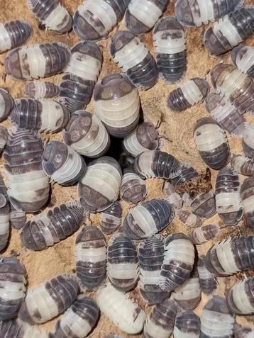 Vele kweken isopods pissebedden te koop! Op=op  beschikbaar voor biedingen