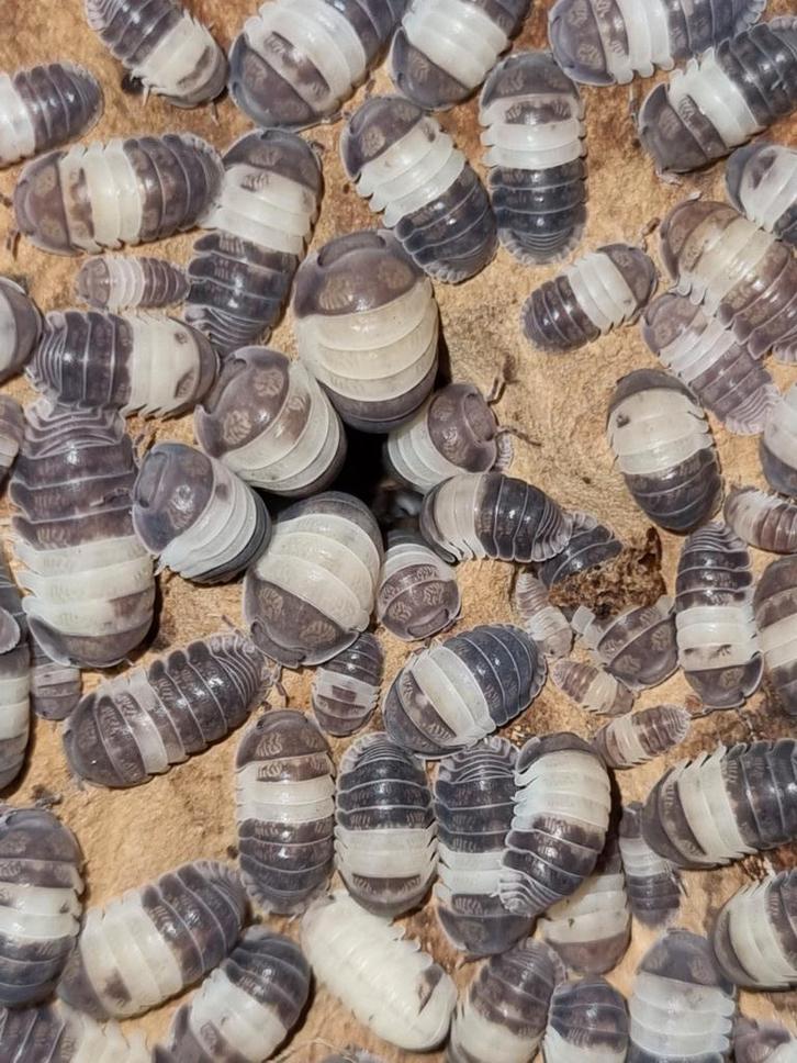 Vele kweken isopods pissebedden te koop! Op=op, Dieren en Toebehoren, Insecten en Spinnen, Overige soorten
